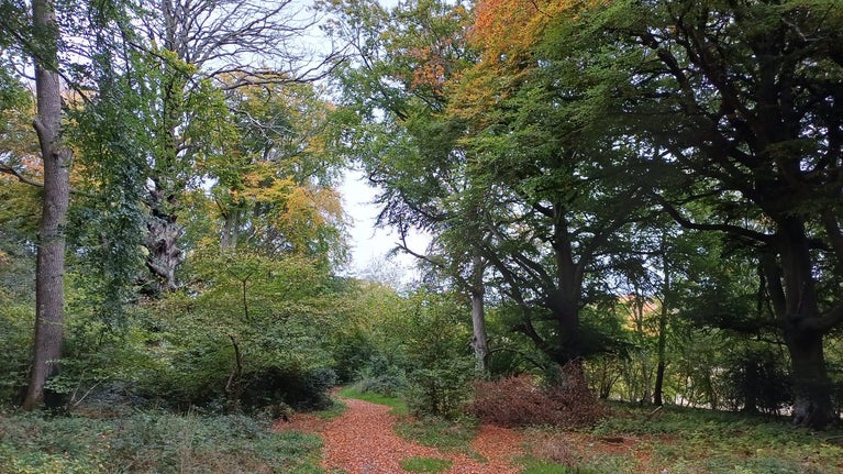 Autumn on the Dutton Walk